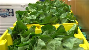 Les produits locaux sont à l'honneur lors du festival culinaire annuel. (Claudiane Samson/ ICI Radio-Canada)