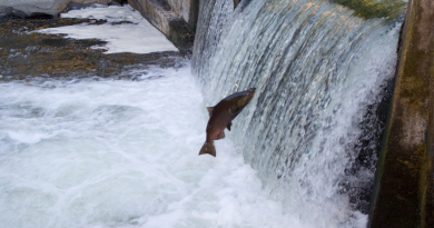 Les saumons kétas sont nombreux cette année dans le fleuve Yukon. (iStock)