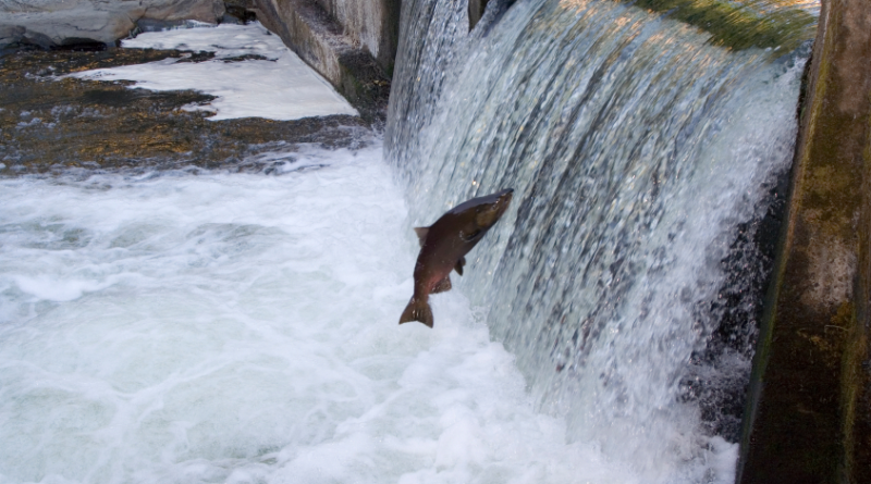 Les saumons kétas sont nombreux cette année dans le fleuve Yukon. (iStock)