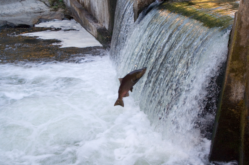 Les saumons kétas sont nombreux cette année dans le fleuve Yukon. (iStock)