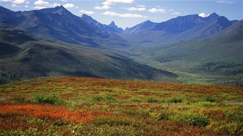 Forêt boréale au Yukon. (iStock)