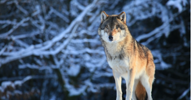 Un loup au Canada. (iStock)