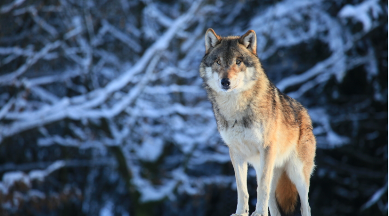 Un loup au Canada. (iStock)