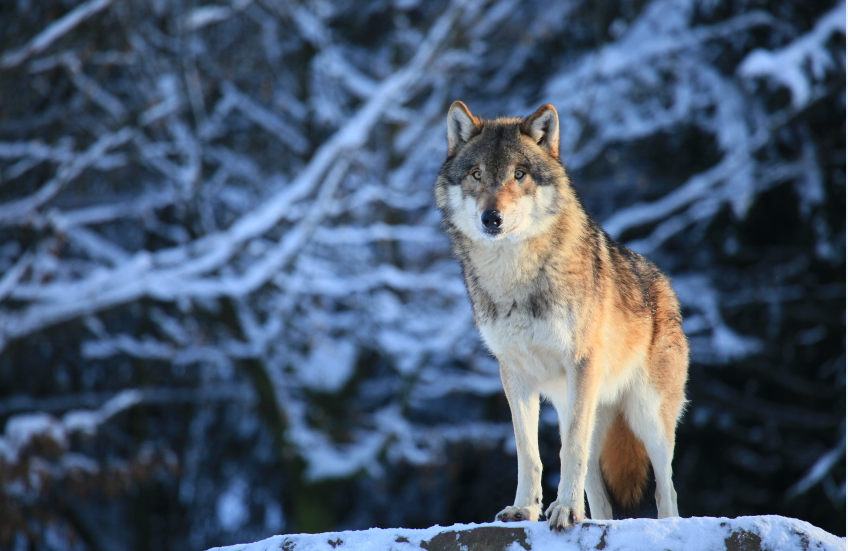 Un loup au Canada. (iStock)