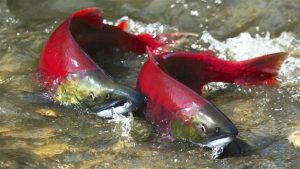 Des saumons rouges. (iStock)
