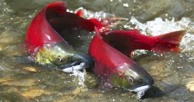 Des saumons rouges. (iStock)