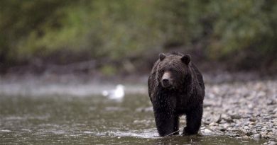 rci-ours-grizzly_sn635