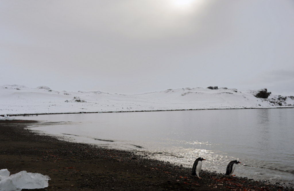 Des pingouins en Antarctique. (iStock)