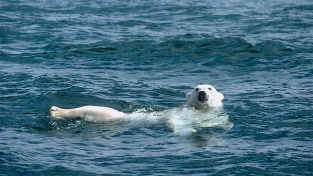 Un ours polaire nage dans l’océan Arctique canadien. © Dan Guravich/Polar Bears International