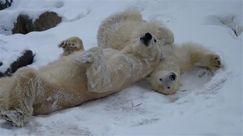 Les ours polaires du Zoo sauvage de Saint-Félicien