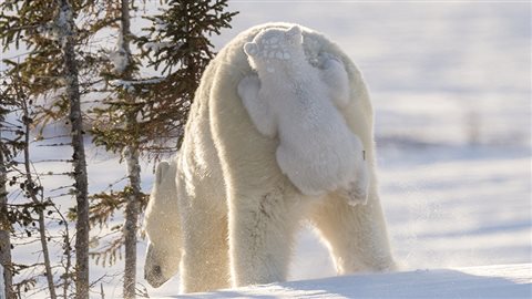 En vertu des lois canadiennes, les photographes doivent observer une distance d’au moins 100 mètres des ours polaires. © Daisy Gilardini
