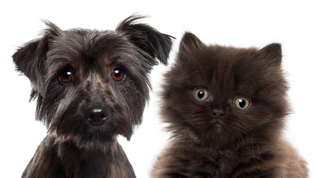 Un chiot et un chaton Photo : ISTOCKPHOTO/GLOBALP