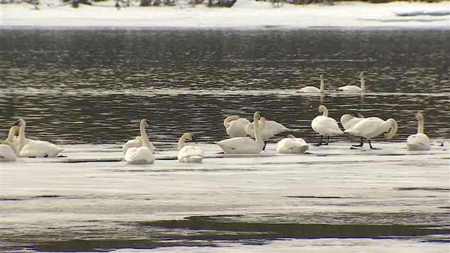 Les cygnes trompettes s'arrêtent par milliers chaque printemps au sud de Whitehorse pour se reposer. PHOTO : WAYNE VALLEVAND/ICI RADIO-CANADA