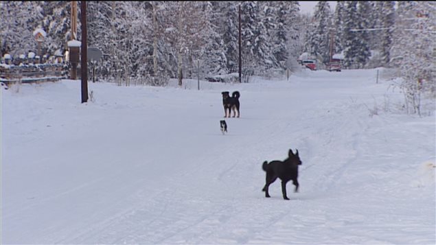 Le village de Ross River a un problème de chiens errants depuis de nombreuses années. Cette photo a été prise en 2011. (Radio-Canada)