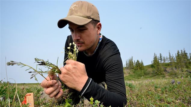 Paul Sokoloff collecte des plantes sur le terrain près de la Rivière Coppermine au Nunavut pendant l’été 2014. (Roger Bull / Musée canadien de la nature)