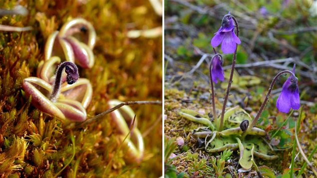 Montage de deux espèces de plantes carnivores (Pinguicula villosa & Pinguicula vulgaris) près de Arviat au Nunavut (Paul Sokoloff / Musée canadien de la nature)