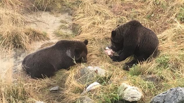 Les grizzlys profitent de la montaison de saumons pour se nourrir le long de la rivière Chilkoot. (PHIL JACKSON)