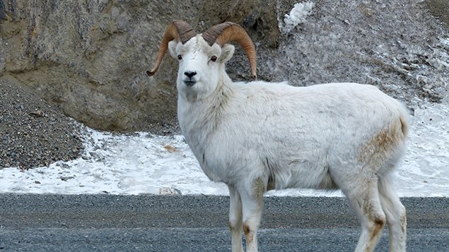 Les mouflons de Dall peuvent être aisément aperçus le long de la route de l'Alaska près du parc Kluane. (SUE THOMAS)