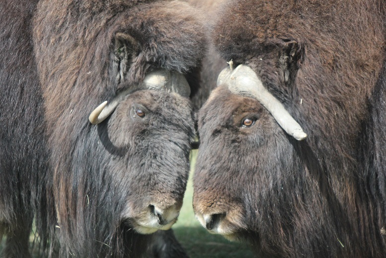 Les boeufs musqués sont des vestiges de la période glaciaire. « Génétiquement, les boeufs musqués sont vraiment uniques. Il n’y a vraiment rien qui s’y apparente de près », dit la vétérinaire Susan Kutz. Les boeufs musqués que l’on voit ci-dessus ont été pris en photo au zoo de Calgary, en Alberta, au Canada. Ce sont des descendants du type de boeufs musqués que l’on trouve sur l’île Victoria. (Regard sur l’Arctique)