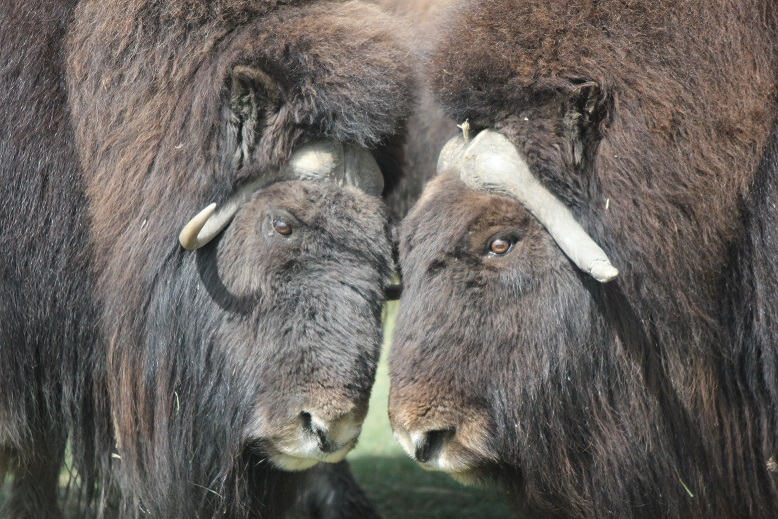 Les boeufs musqués sont des vestiges de la période glaciaire. « Génétiquement, les boeufs musqués sont vraiment uniques. Il n’y a vraiment rien qui s’y apparente de près », dit la vétérinaire Susan Kutz. Les boeufs musqués que l’on voit ci-dessus ont été pris en photo au zoo de Calgary, en Alberta, au Canada. Ce sont des descendants du type de boeufs musqués que l’on trouve sur l’île Victoria. (Regard sur l’Arctique)