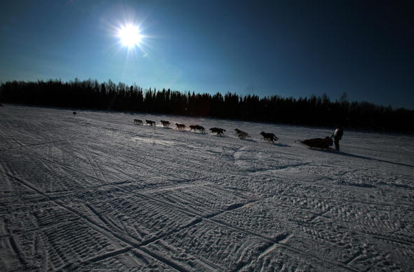 Des chiens de traîneaux à la course Iditarod en Alaska. (Jim Watson/AFP/Getty Images)