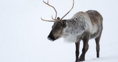 le-manitoba-et-le-nunavut-sallient-pour-etudier-des-caribous-de-la-toundra