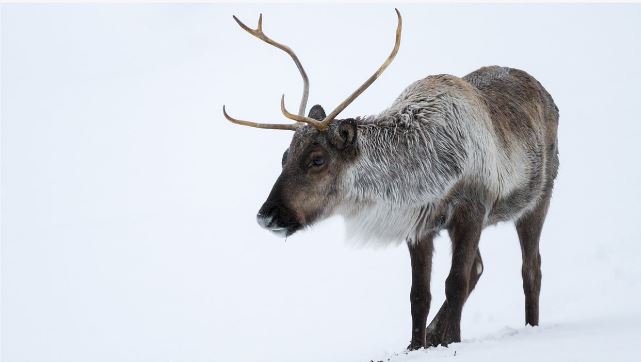 le-manitoba-et-le-nunavut-sallient-pour-etudier-des-caribous-de-la-toundra