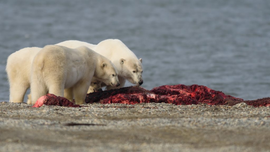 ours-polaires-mange-baleine