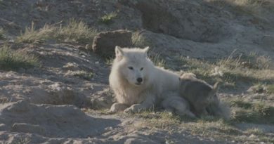 photographe-passe-ete-vivre-avec-loups-arctiques