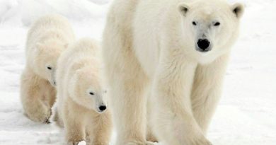 sauvetage-maman-ourse-polaire-ourson