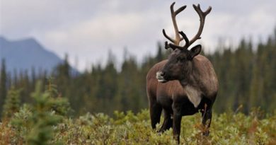 ottawa-traine-en-justice-pour-le-dossier-du-caribou-forestier
