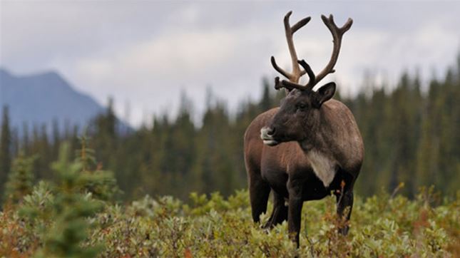 ottawa-traine-en-justice-pour-le-dossier-du-caribou-forestier