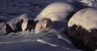 les-renards-polaires-de-la-baie-dhudson-sont-victimes-du-rechauffement-climatique