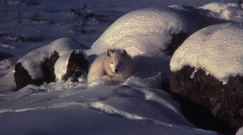 les-renards-polaires-de-la-baie-dhudson-sont-victimes-du-rechauffement-climatique