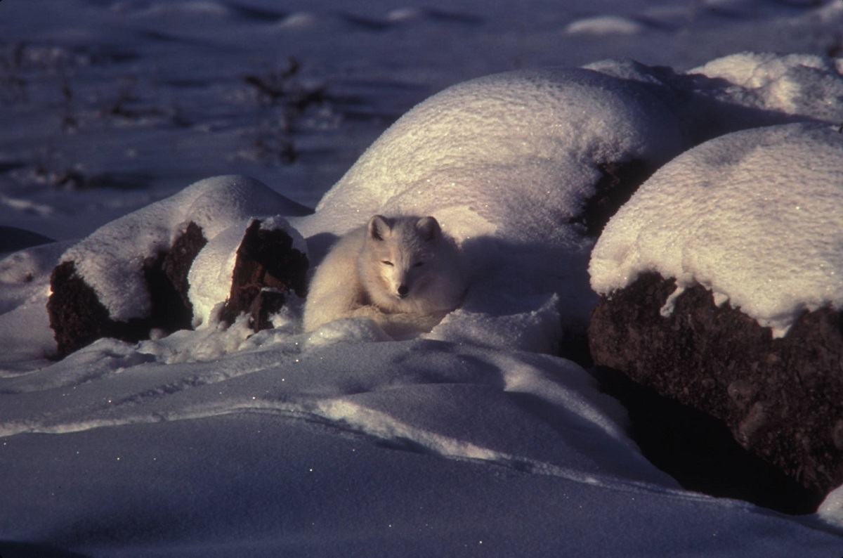 les-renards-polaires-de-la-baie-dhudson-sont-victimes-du-rechauffement-climatique