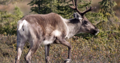 des-voix-selevent-contre-la-relocalisation-de-caribous-forestiers-du-quebec