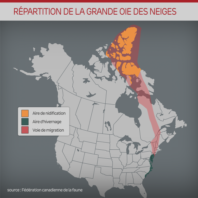 des-etats-unis-a-larctique-le-long-periple-des-oies-blanches-1