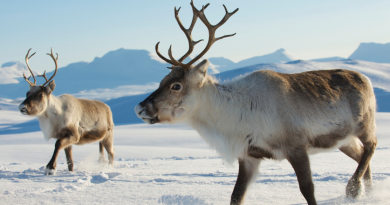 echange-culturel-entre-des-etudiants-inuits-du-canada-et-des-samis-de-finlande