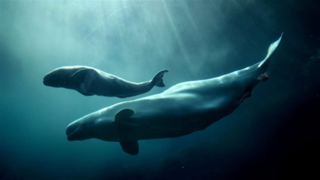 rechauffement-climatique-larrivee-depaulards-dans-la-baie-dhudson-menacerait-les-belugas