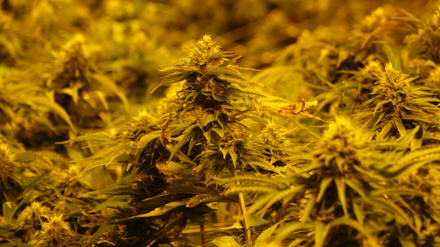 le-yukon-sonde-lopinion-publique-sur-la-legalisation-du-cannabis