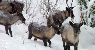 chasser-lorignal-plutot-que-le-loup-pour-proteger-les-caribous