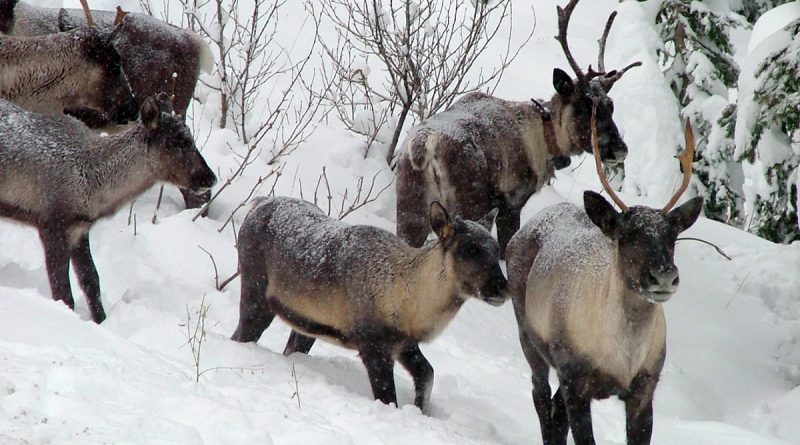 chasser-lorignal-plutot-que-le-loup-pour-proteger-les-caribous