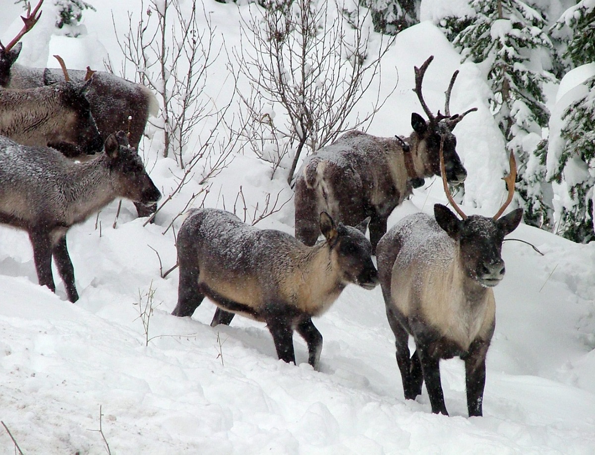 chasser-lorignal-plutot-que-le-loup-pour-proteger-les-caribous