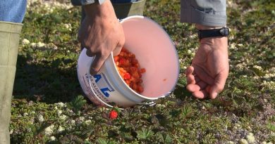 la-saison-de-la-chicoutai-bat-son-plein-dans-nord-est-du-quebec