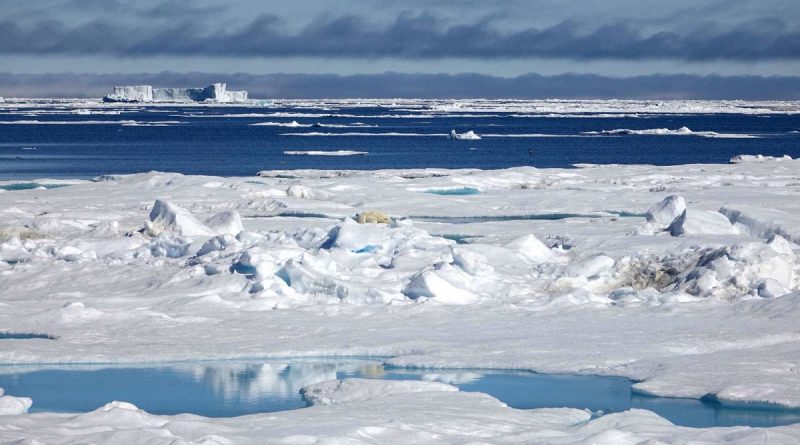 les-changements-climatiques-bouleversent-lhabitat-des-ours-polaires-1