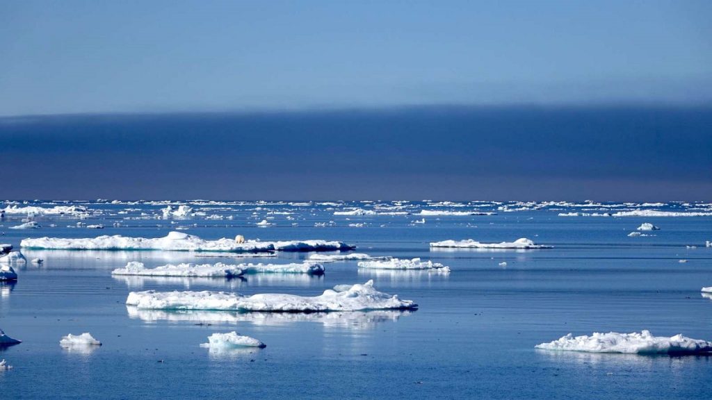 les-changements-climatiques-bouleversent-lhabitat-des-ours-polaires-3