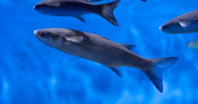 Images de poissonsé