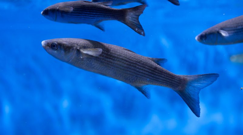 Images de poissonsé