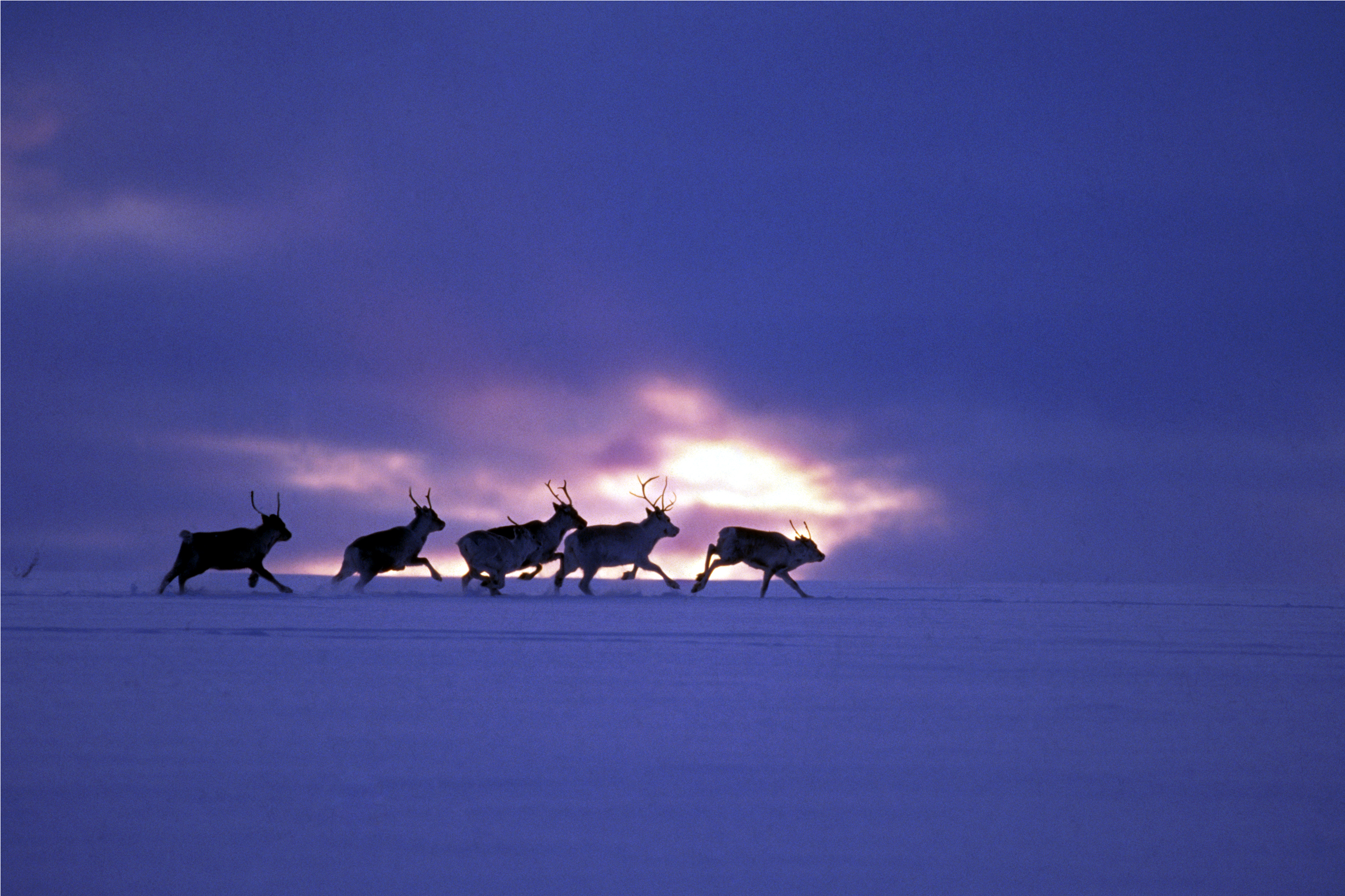 Finnmarksvidda I (Courtoisie de Fred Ivar Utsi Klemetsen)