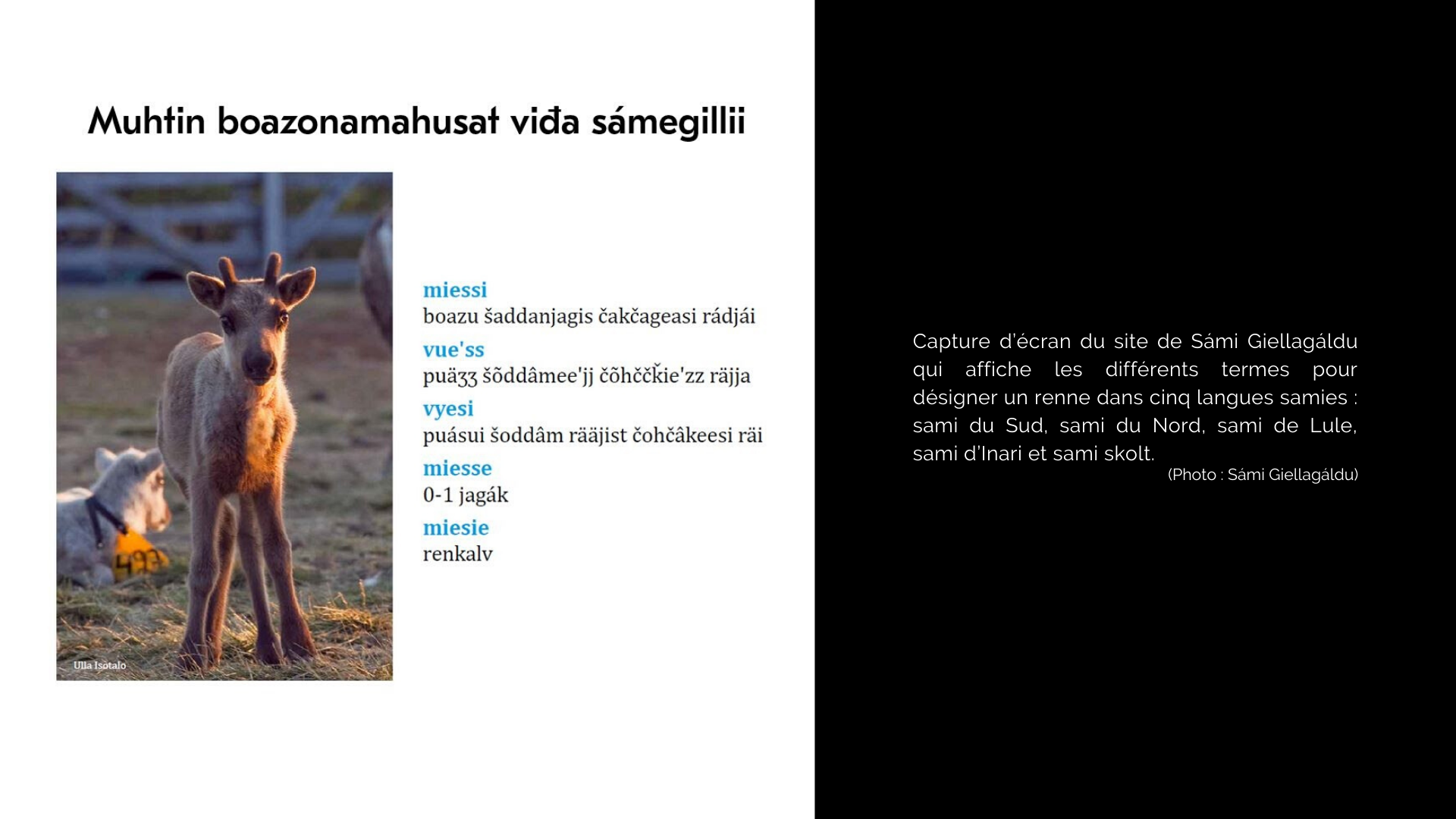 Capture d’écran du site de Sámi Giellagáldu qui affiche les différents termes pour désigner un renne dans les cinq langues samies : sami du Sud, sami du Nord, sami de Lule, sami d’Inari et sami skolt. (photo : Sámi Giellagáldu)